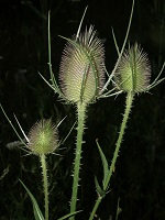 image11