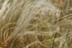 image15