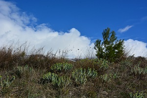 image17