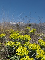 image18