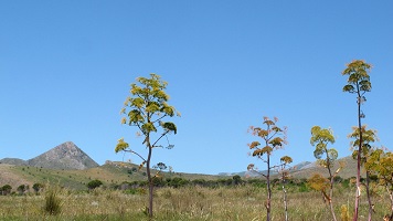 image21