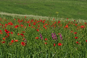 image25