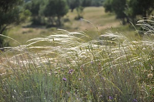 image26