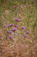 image27