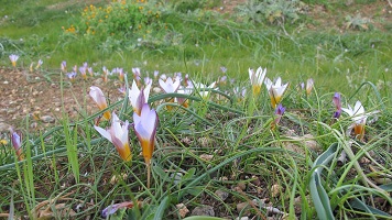 image29