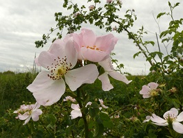 image30