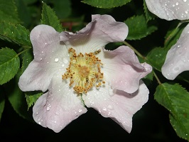 image31