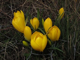image33