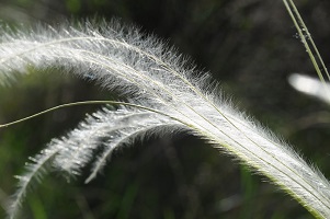 image34