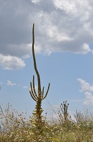 image36