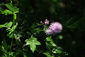 image37