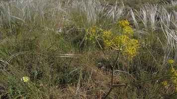 image38