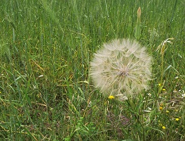 image39