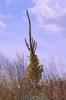 image42