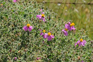 image07